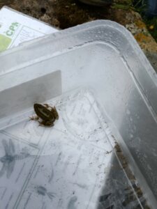 Notre quatrième sortie nature : à la découverte des petites bêtes de l’eau